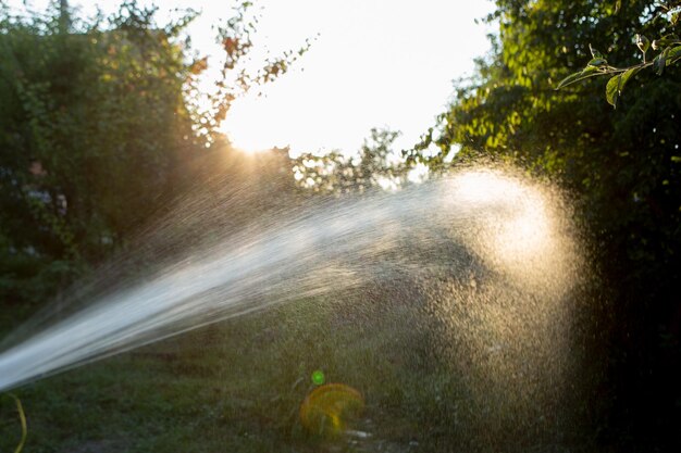 Irrigazione di un concetto di cura del giardinaggio delle piante Tubo di irrigazione in una mano sullo sfondo del giardino