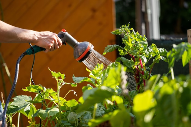 Irrigazione di verdure ed erbe in letto rialzato Piante fresche e suolo