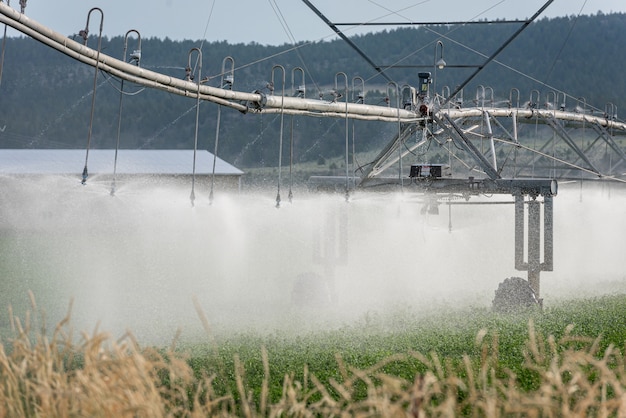 Irrigazione in una fattoria in primavera