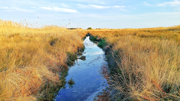 Irrigazione nella siccità