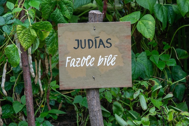Iscrizione in spagnolo e ceco su tavola di legno in giardino