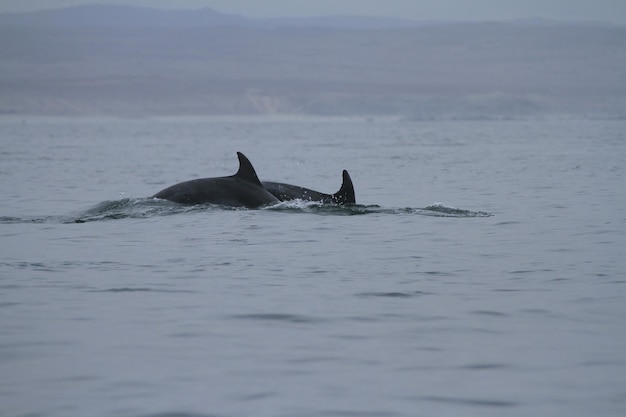 Isla Damas vicino a La Serena Cile