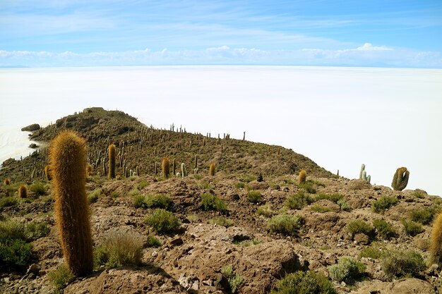 Isla del Pescado sperone roccioso riempito con piante di cactus Trichocereus in Saline di Uyuni, Bolivia