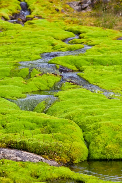 Islanda Piccolo fiume Flusso con muschio verde.