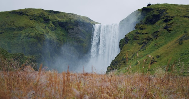 Islanda Skogafoss cascata con campo di fogliame in primo piano