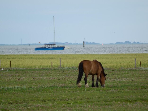 Isola di Juist