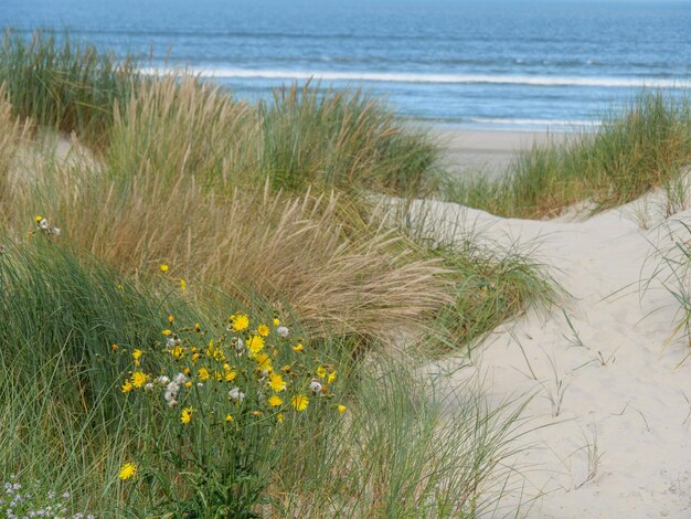 isola di langeoog