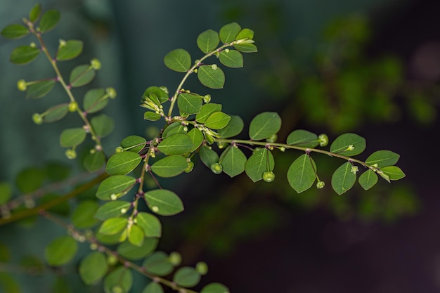 Isola Mascarene Foglia-Fiore Pianta della specie Phyllanthus tenellus con fiori e frutti