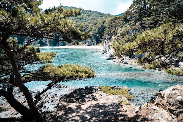 isola rocciosa con alberi di pino