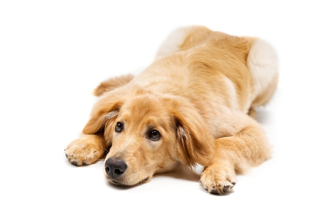 Isolato biondo hovawart cucciolo girato in studio di un simpatico cucciolo hovawart cucciolo di golden retriever