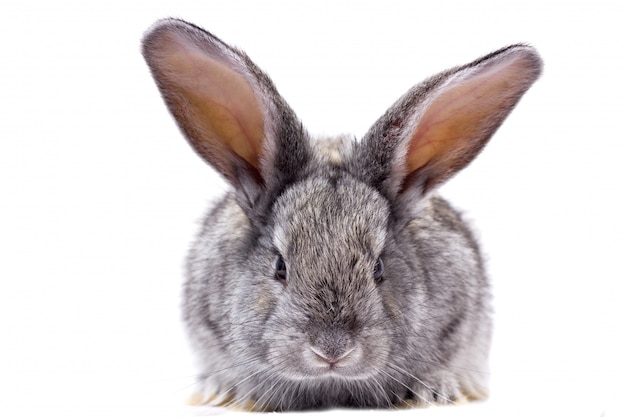 isolato coniglio grigio, bellissimo coniglio decorativo giocando coniglio