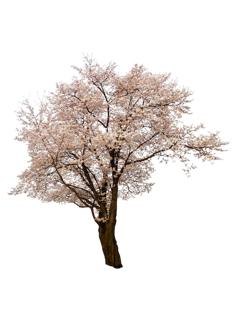 isolato di albero di ciliegio su sfondo bianco con percorso di taglio