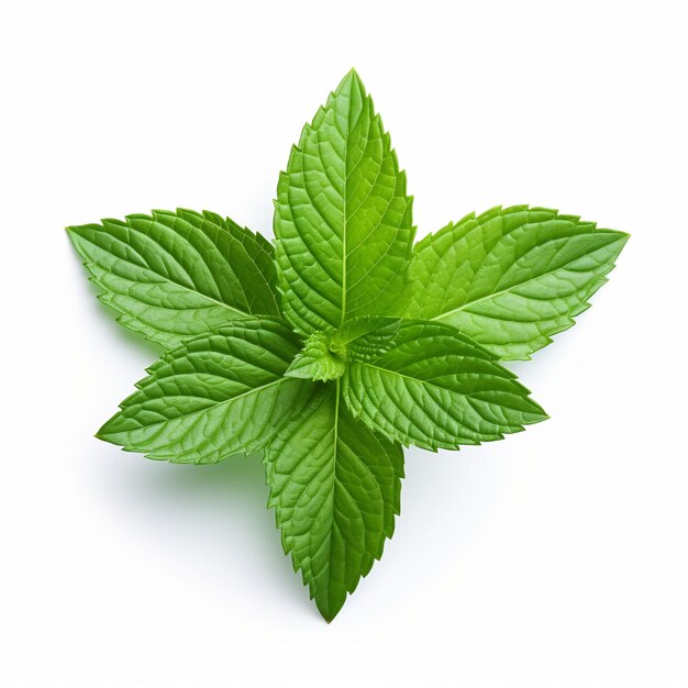 Isolato di una foglia di menta piperita appuntita su sfondo bianco Decorazione di foglia posteriore su sfondo bianco