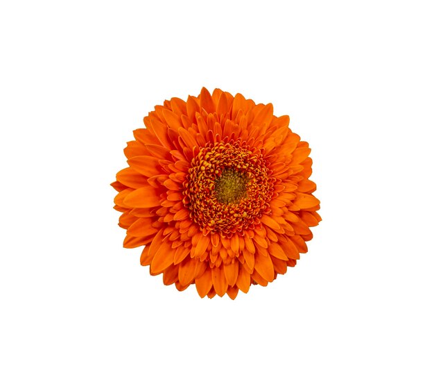 Isolato su uno sfondo bianco Gerbera fiore rosso