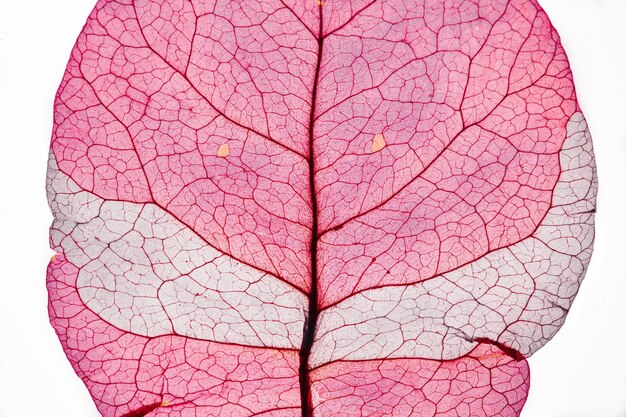 Isolato vicino foglia rosa su sfondo bianco Petalo di scheletro come una faccia