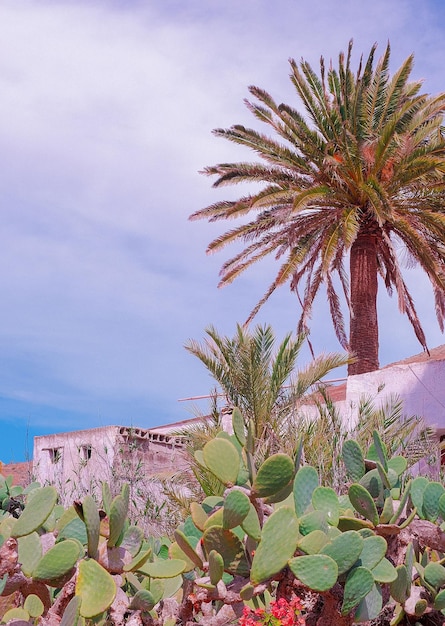 Isole Canarie piante estetiche Cactus Palm e paesaggio di campagna tropicale Elegante carta da parati di viaggio e natura