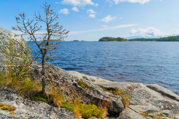 Isole nel lago Ladoga. Bellissimo paesaggio - acqua, pini e massi.