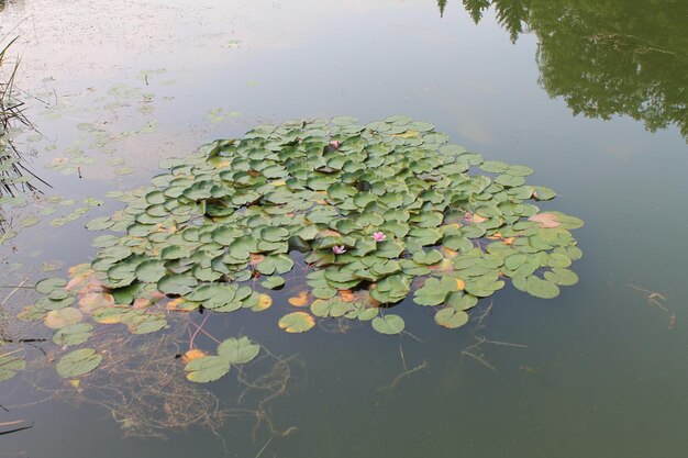 Isolotto di bellissimi gigli nello stagno del parco