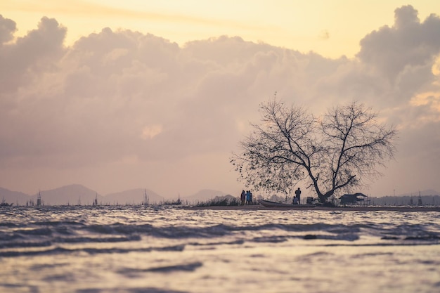 Isolotto di mangrovie visto dalla superficie dell'acqua