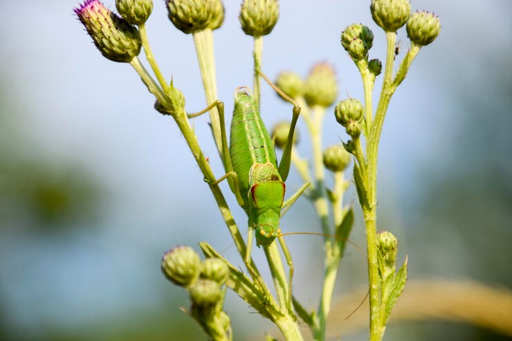 Foto isophya sugli steli del tubercolo isophya, cavalletta senza ali