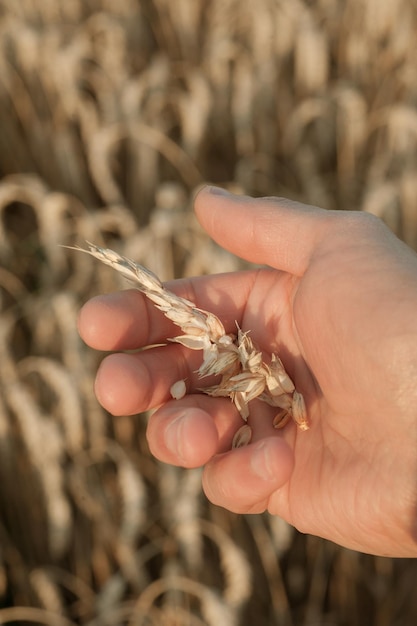 Ispezione da parte degli agricoltori della disponibilità al raccolto