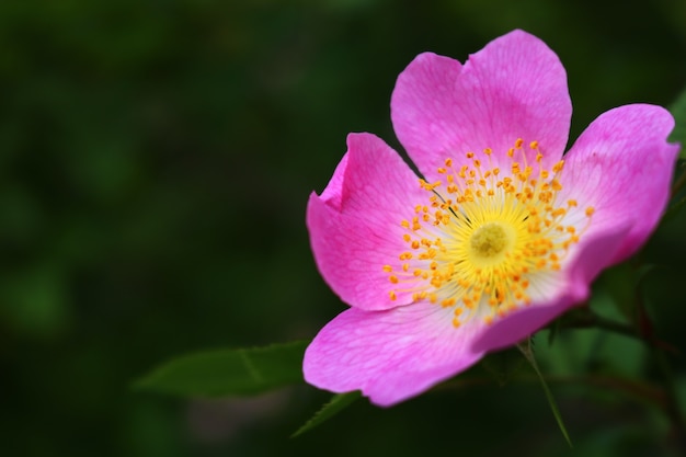 Istantanea ravvicinata di un bellissimo fiore rosa che sboccia Bellissimo sfondo floreale pulito con un tenero fiore che sboccia