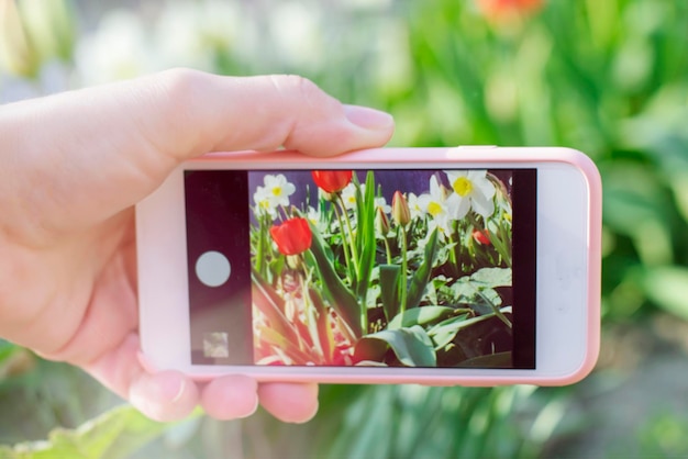 Istantanea XAA di fiori primaverili sul telefonoxALa ragazza sta facendo una foto in primo piano