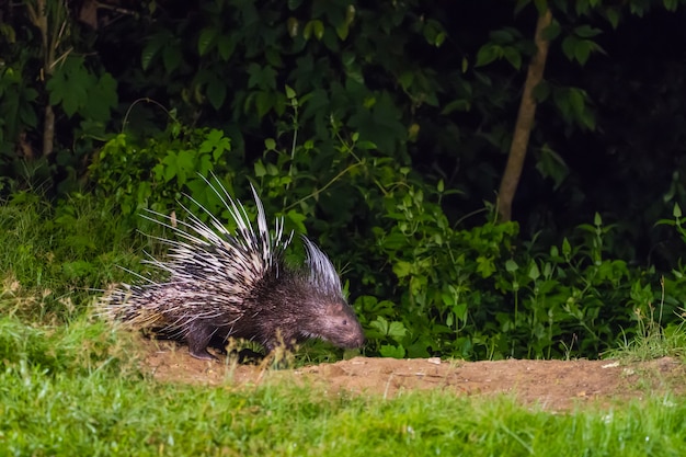 Istrice malese in natura durante le ore notturne