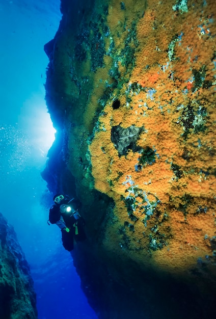 Italia, Isola di Ponza, Mar Tirreno, foto UW, subacqueo e una parete rocciosa piena di Antozoi gialli (Parazoanthus) - SCANSIONE FILM