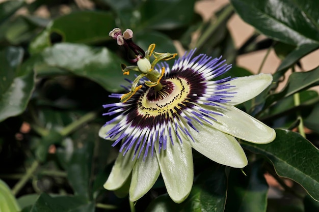 Italia Lazio campagna fiore di frutto della passione Passiflora