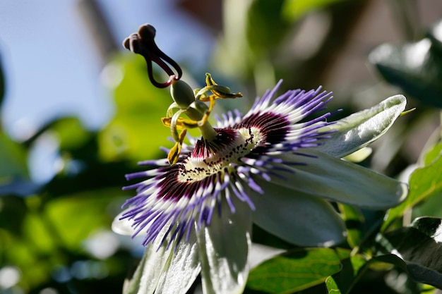 Italia Lazio campagna fiore di frutto della passione Passiflora