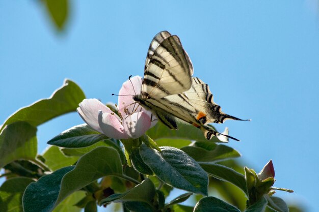 Italia, Sicilia, campagna, farfalla su un fiore