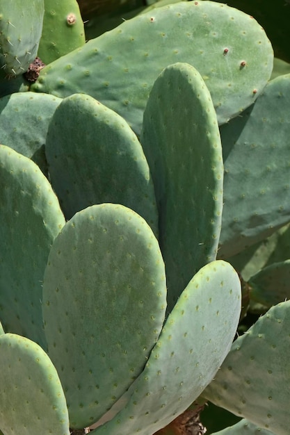 Italia, Sicilia, campagna, fichidindia in un giardino