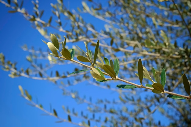Italia, Sicilia, campagna, foglie di ulivo