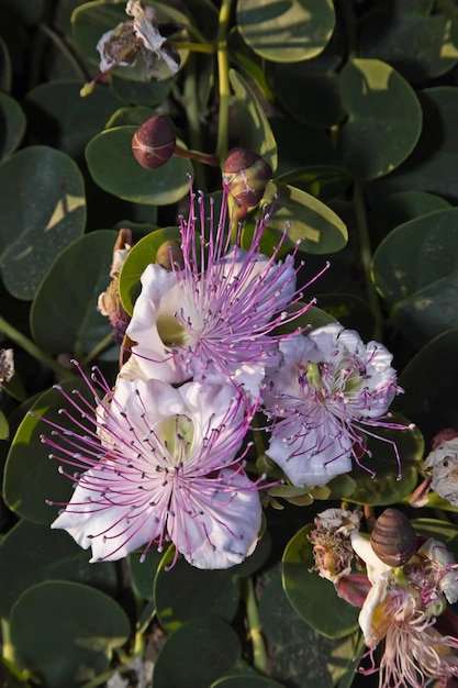 Italia, Sicilia, isola di Pantelleria, fiore di capperi