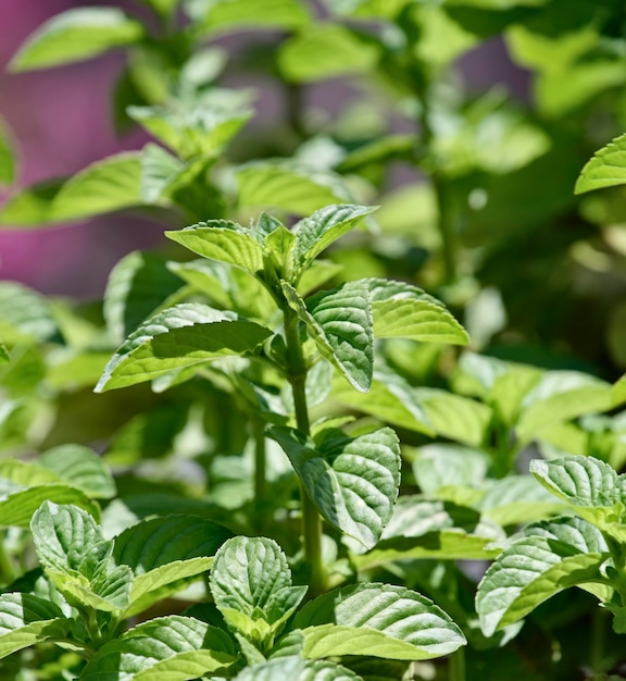 Italia, Sicilia, menta in un giardino