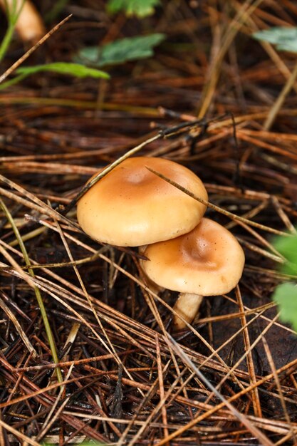 Italia Sicilia Monti Nebrodi campagna funghi