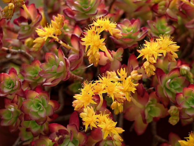 Italia, Sicilia, piante succulente in un giardino