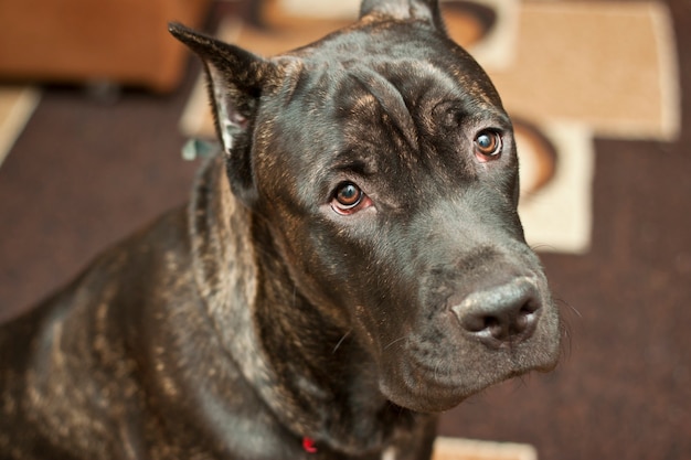 Italian Cane Corso giace sul pavimento e riposa