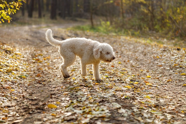 Italiano lagotto bianco cane riccio in una passeggiata nella foresta di autunno