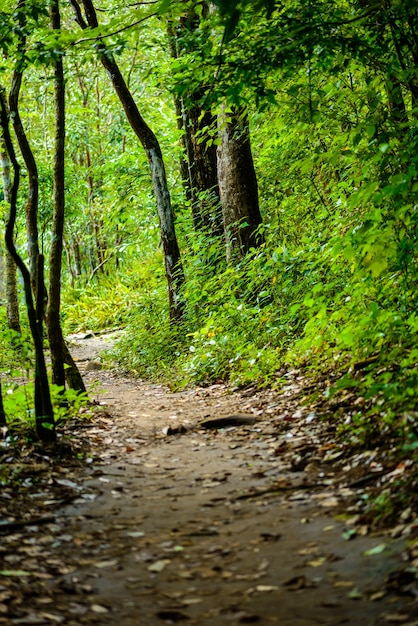 Itinerario di turismo nel legno nel parco nazionale di Phu Hin Rong Kla, Phitsanulok, TAILANDIA