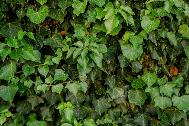 Ivy che cresce sulla recinzione in estate