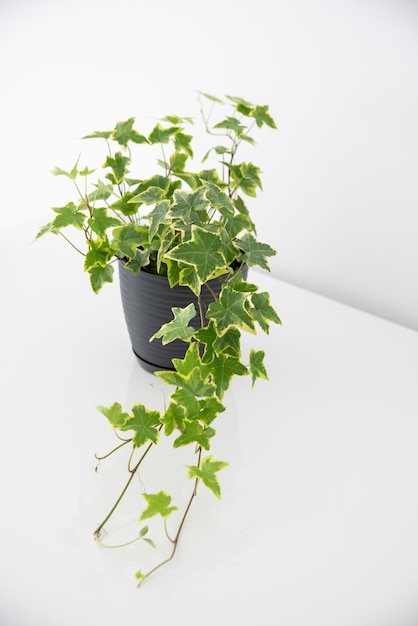 Ivy in un vaso nero su un tavolo bianco