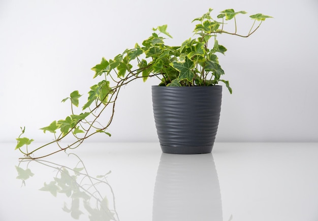 Ivy in un vaso nero su un tavolo bianco