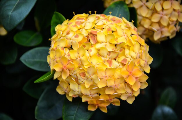 Ixora chinensis fiorisce nel parco