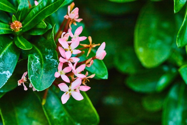 Ixora chinensis Lamk con delicati fiori rosa che fioriscono accanto a foglie verdi cerose