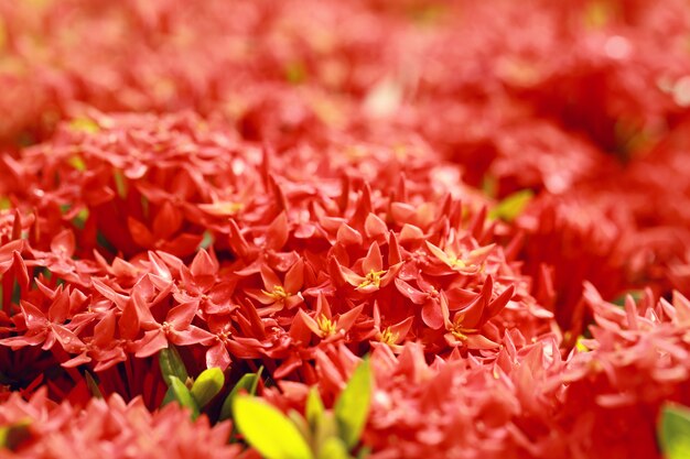 Ixora coccinea, un genere di piante da fiore della famiglia delle Rubiaceae, punta di fiore rosso, messa a fuoco selettiva e tonalità di colore.