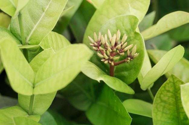 Ixora coccineaa genere di piante da fiore della famiglia delle Rubiaceae Messa a fuoco selettiva e tonalità di colore