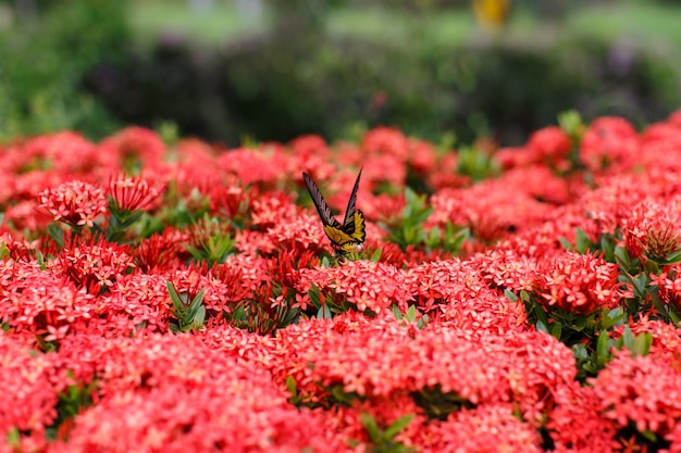 Ixora con le farfalle