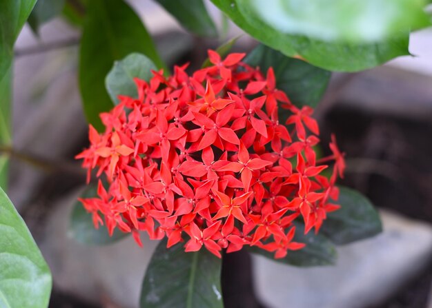 Ixora fiorisce il gelsomino dell'India occidentale che cresce a Nha Trang Vietnam